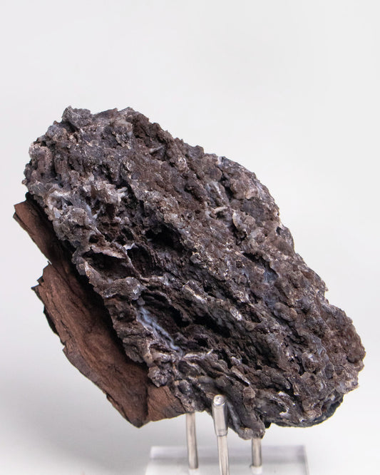 阿爾卑斯產木化石標本，含玉髓結晶與細緻紋理，是收藏者與自然系家居空間的理想裝飾品。