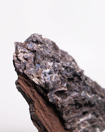 阿爾卑斯產木化石標本，含玉髓結晶與細緻紋理，是收藏者與自然系家居空間的理想裝飾品。