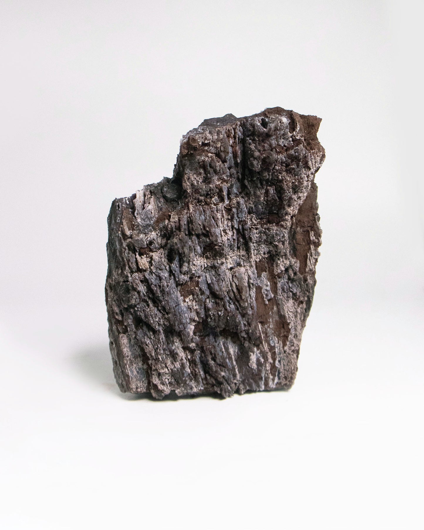 木質生活透過義大利阿爾卑斯木化石做居家擺飾