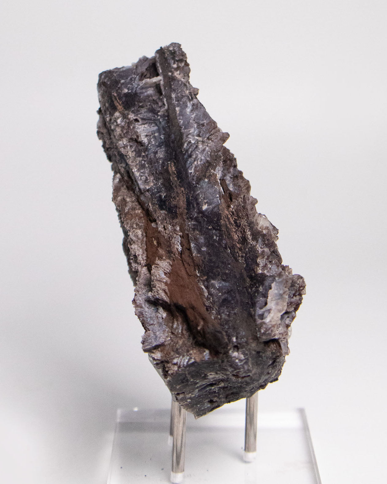 義大利阿爾卑斯產木化石，含玉髓結晶與細緻紋理，是收藏者與自然系家居空間的理想裝飾品。