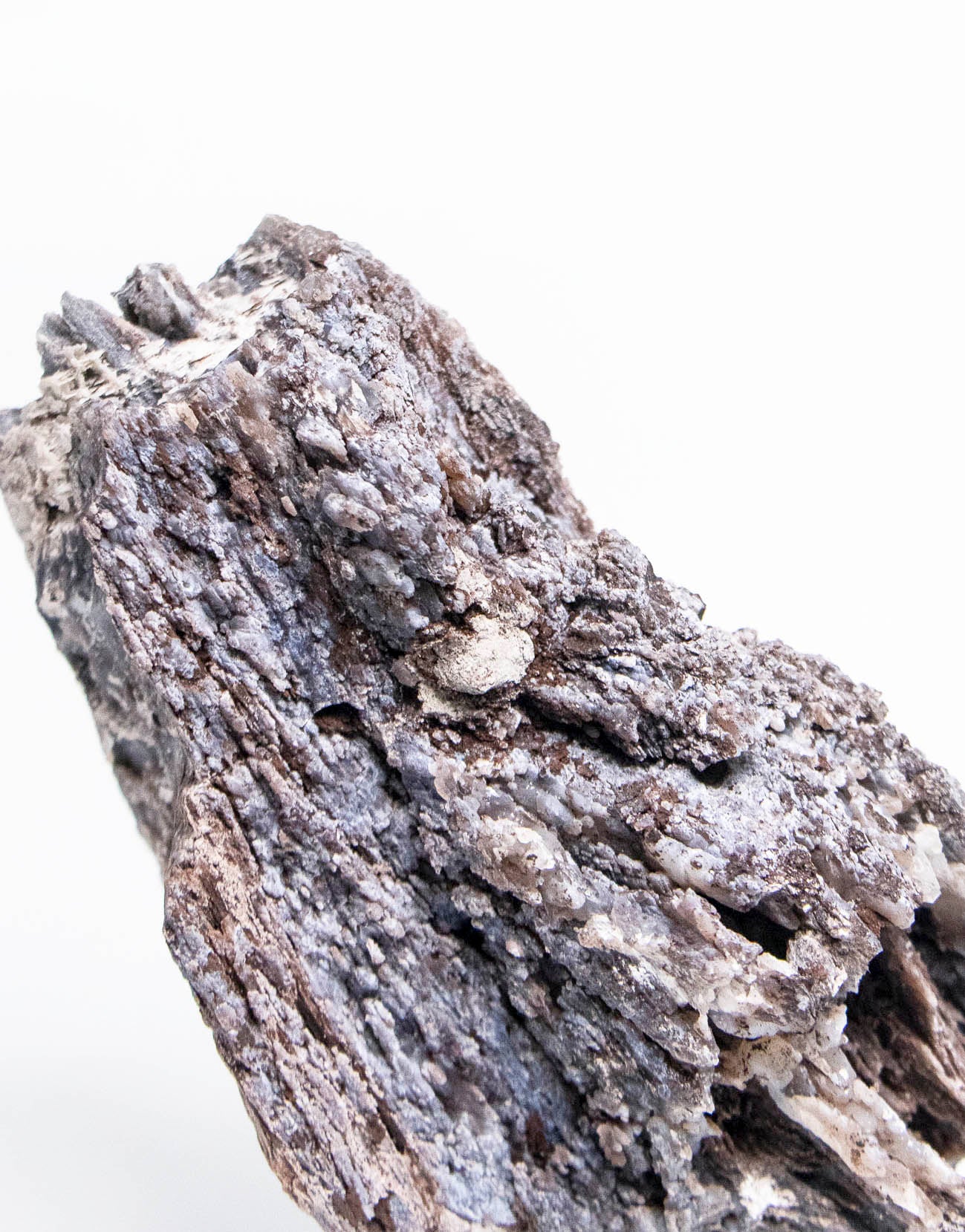 義大利阿爾卑斯木化石共生玉髓rare petrified wood covered with chalcedony features beautiful pale blue hue