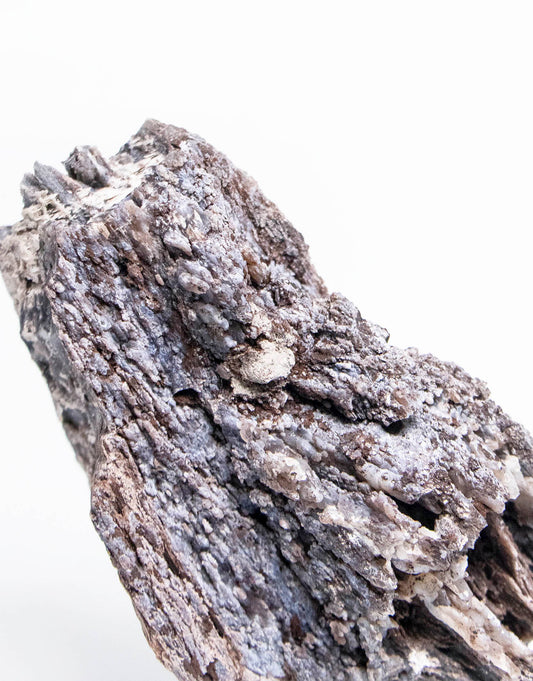 義大利阿爾卑斯木化石共生玉髓rare petrified wood covered with chalcedony features beautiful pale blue hue