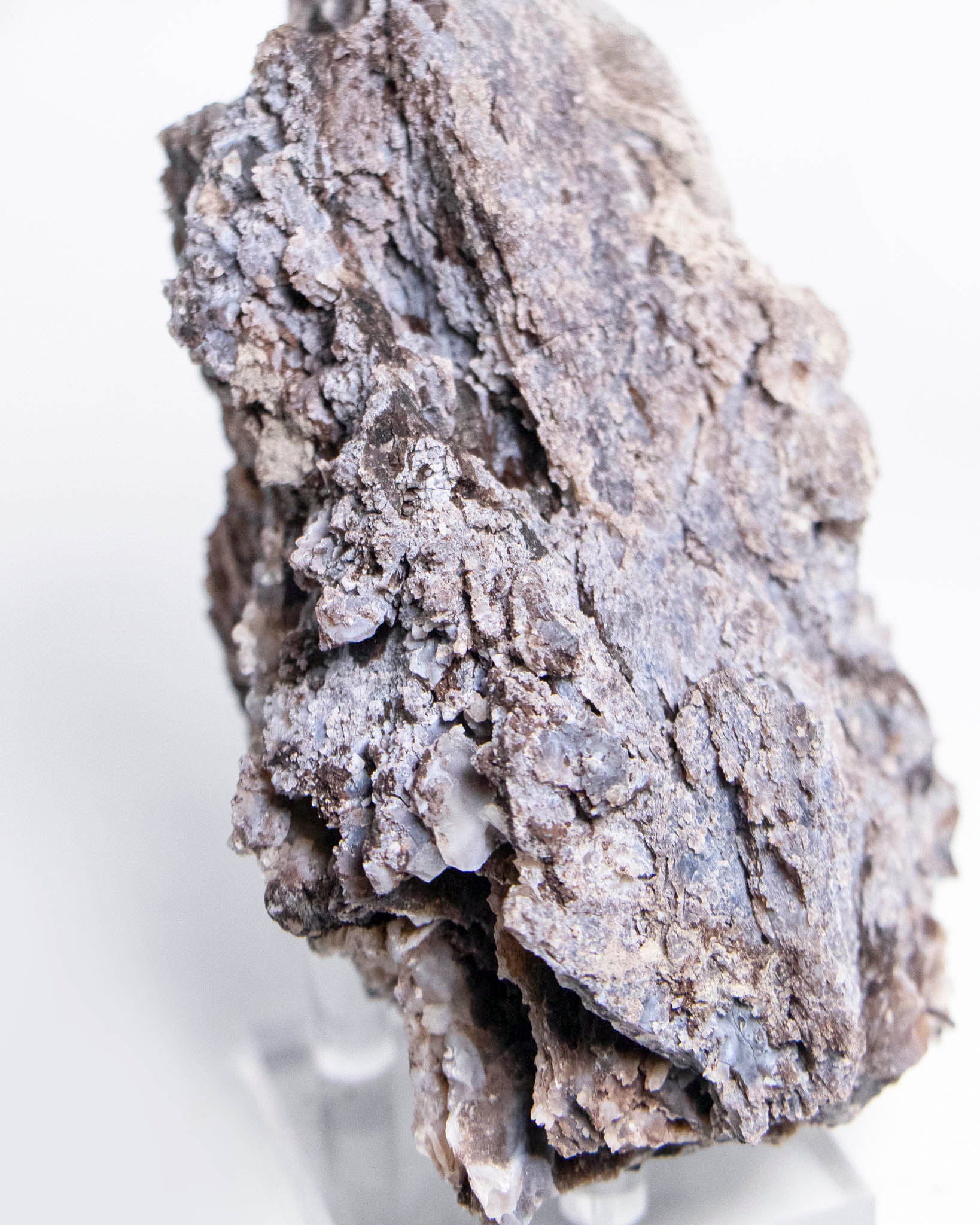 義大利阿爾卑斯木化石共生玉髓rare petrified wood covered with chalcedony features beautiful pale blue hue