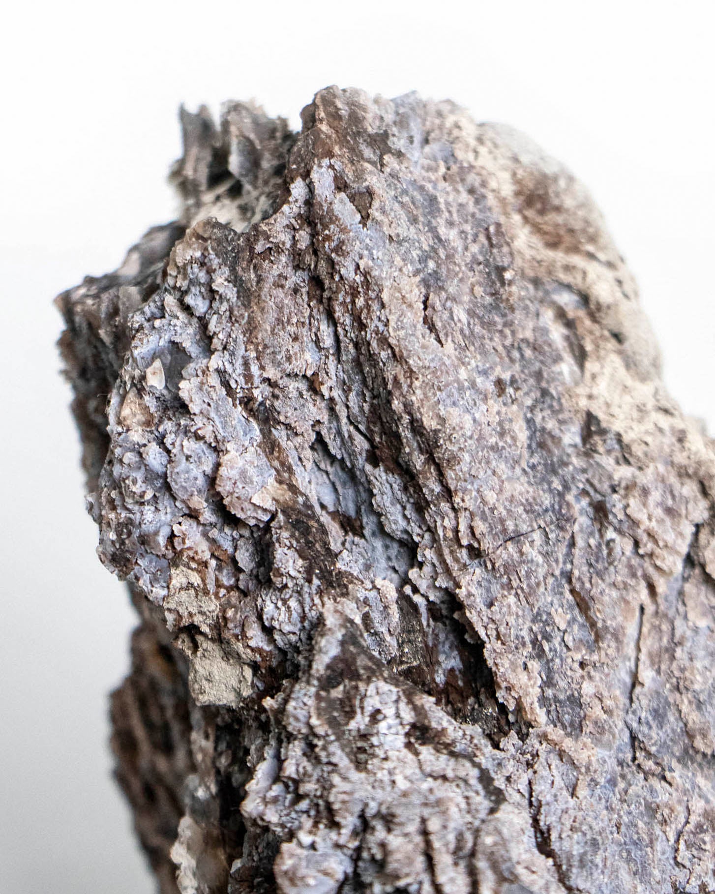 義大利阿爾卑斯木化石共生玉髓rare petrified wood covered with chalcedony features beautiful pale blue hue