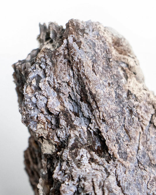 義大利阿爾卑斯木化石共生玉髓rare petrified wood covered with chalcedony features beautiful pale blue hue