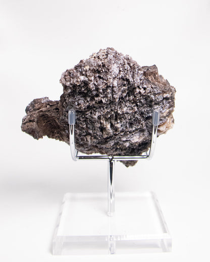 義大利阿爾卑斯木化石藍玉髓