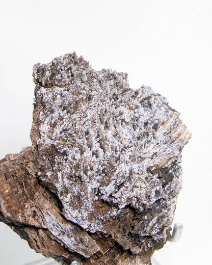 義大利阿爾卑斯木化石藍玉髓