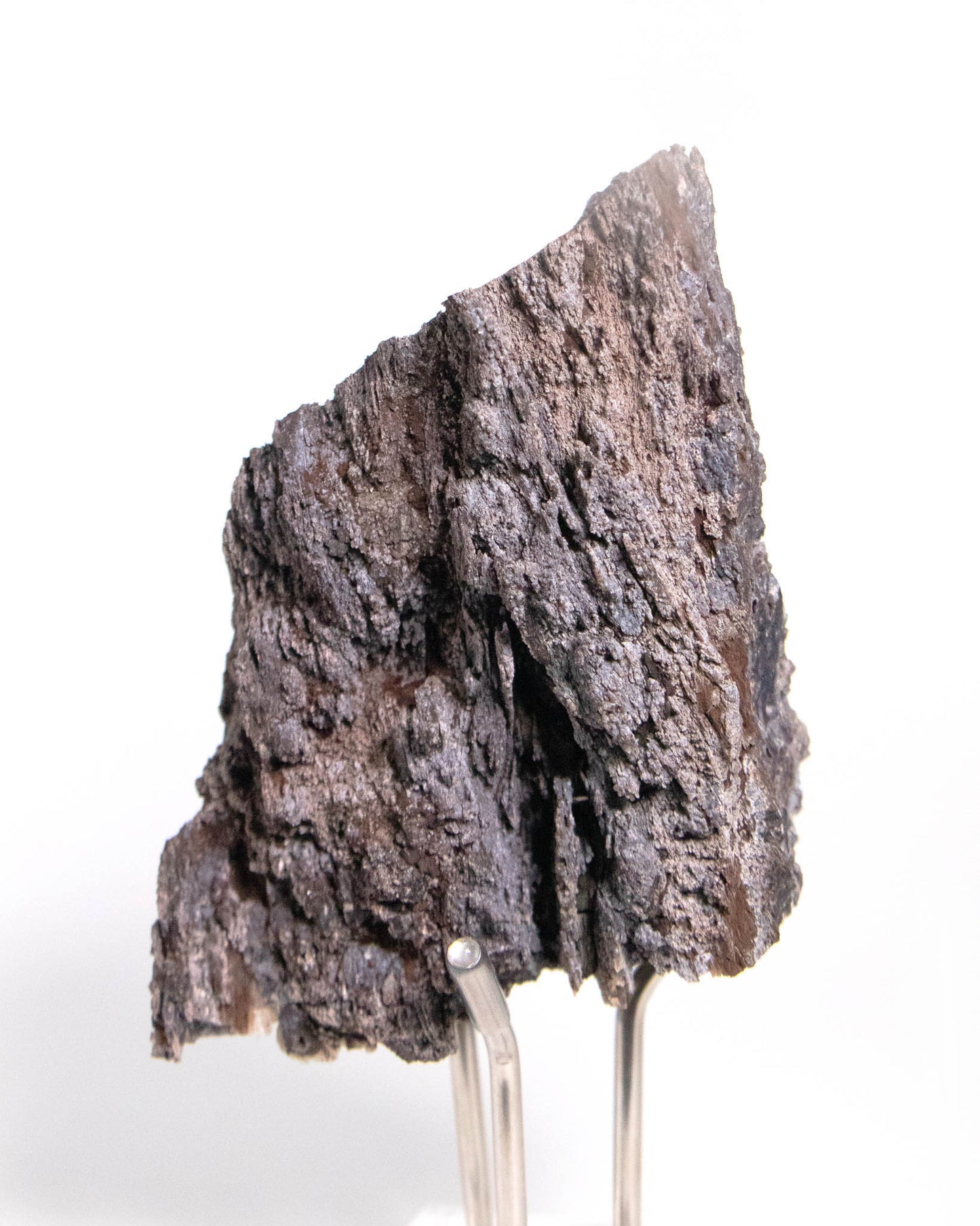 木質調居家擺飾義大利阿爾卑斯木化石