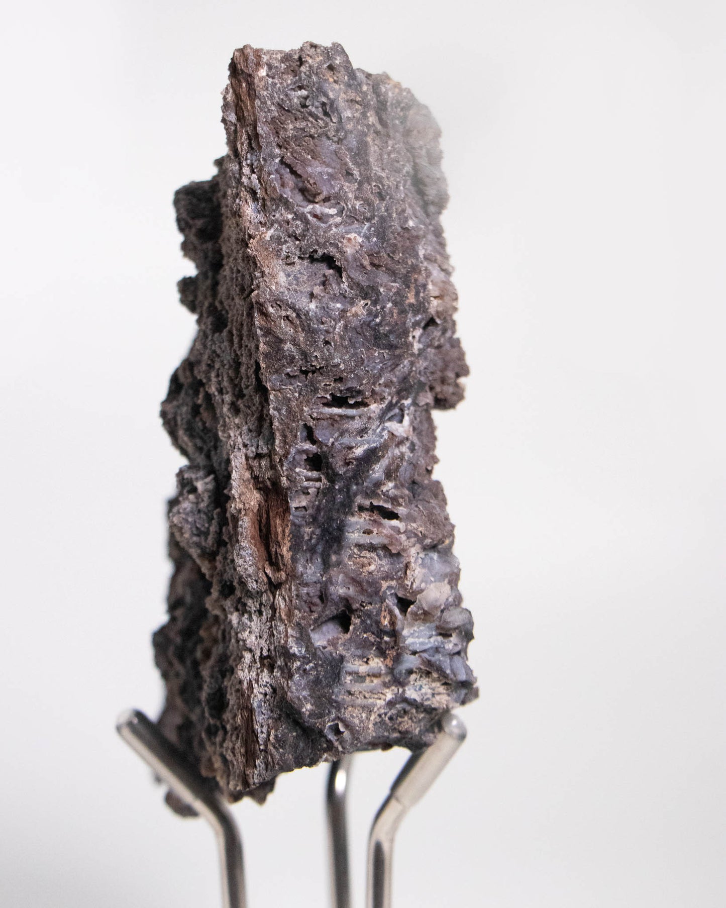 木質調居家擺飾義大利阿爾卑斯木化石