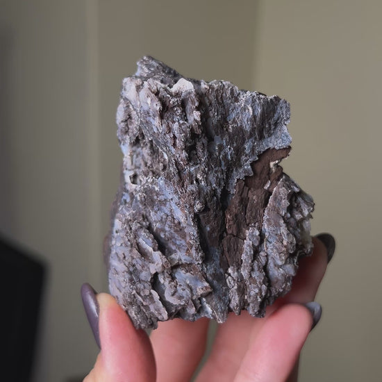 義大利阿爾卑斯木化石共生玉髓rare petrified wood covered with chalcedony features beautiful pale blue hue