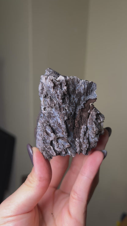 義大利阿爾卑斯木化石共生玉髓rare petrified wood covered with chalcedony features beautiful pale blue hue