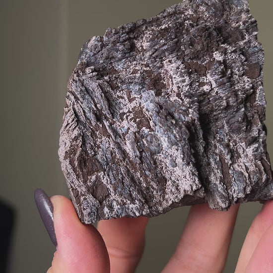 義大利阿爾卑斯木化石共生玉髓rare petrified wood covered with chalcedony features beautiful pale blue hue