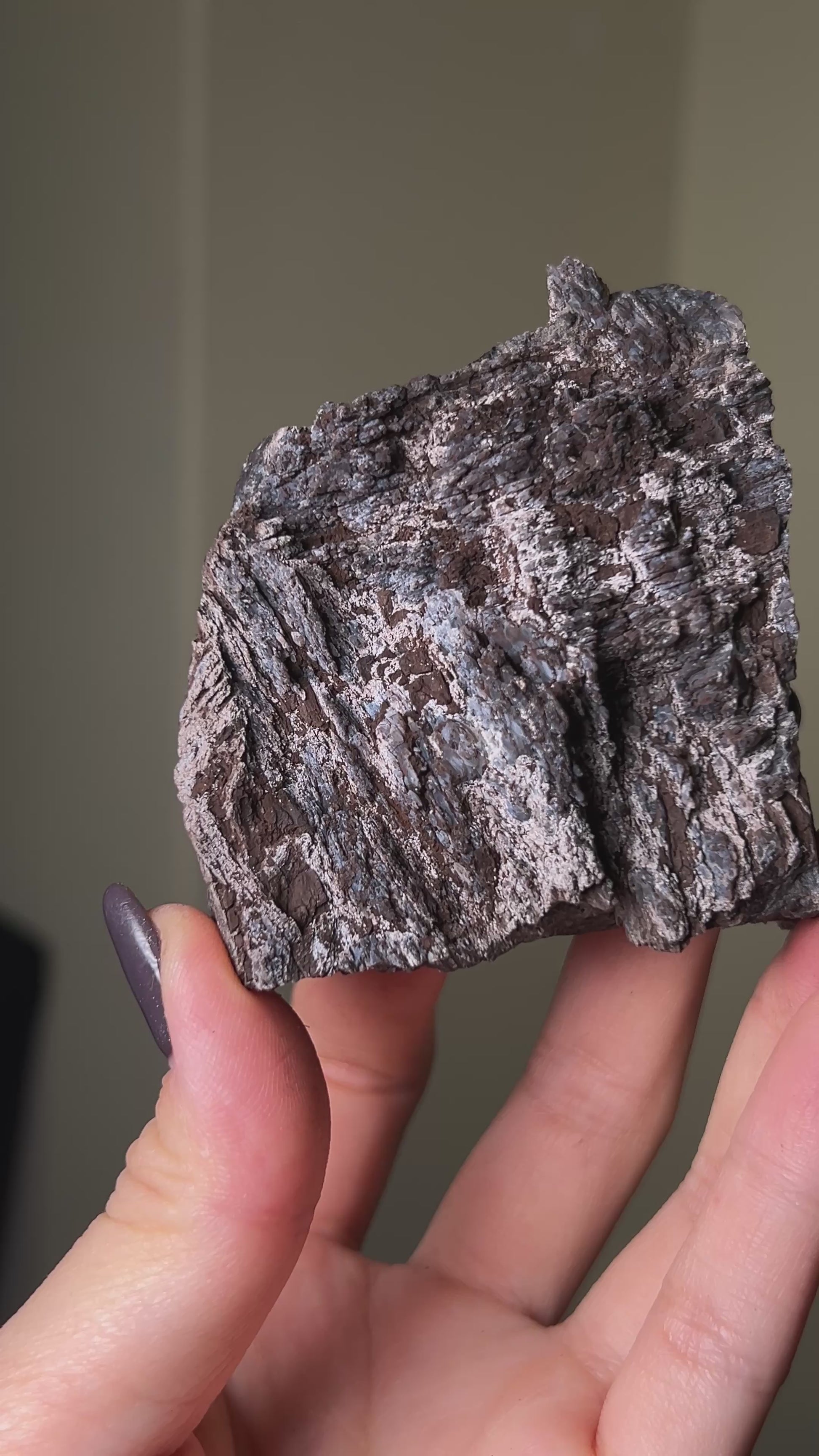 義大利阿爾卑斯木化石共生玉髓rare petrified wood covered with chalcedony features beautiful pale blue hue