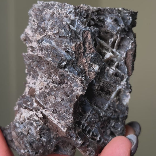 義大利阿爾卑斯木化石共生玉髓rare petrified wood covered with chalcedony features beautiful pale blue hue