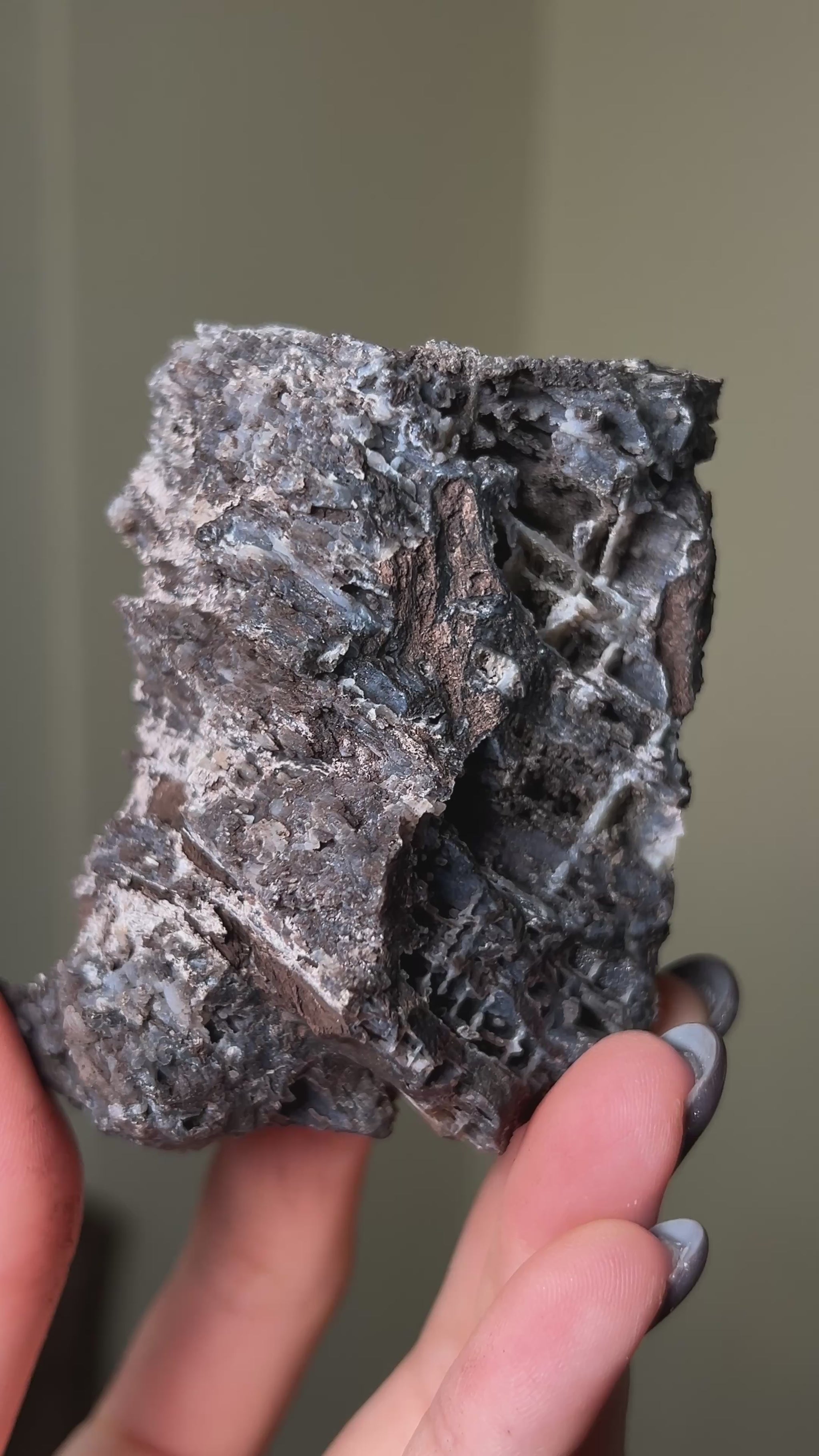 義大利阿爾卑斯木化石共生玉髓rare petrified wood covered with chalcedony features beautiful pale blue hue