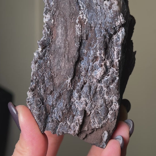 義大利阿爾卑斯木化石共生玉髓rare petrified wood covered with chalcedony features beautiful pale blue hue