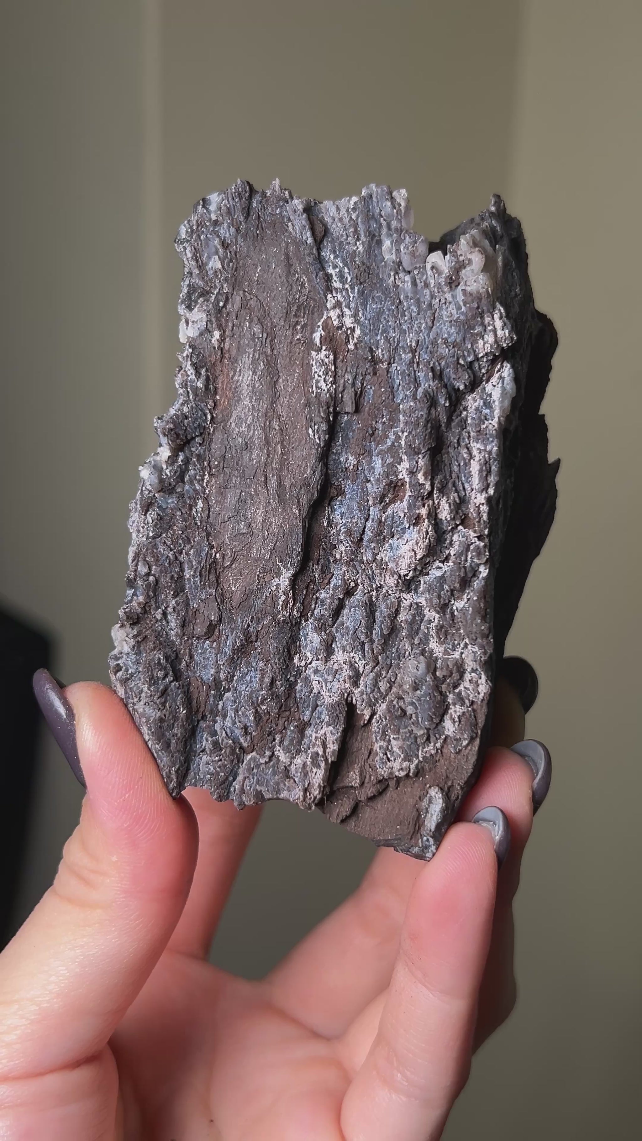 義大利阿爾卑斯木化石共生玉髓rare petrified wood covered with chalcedony features beautiful pale blue hue