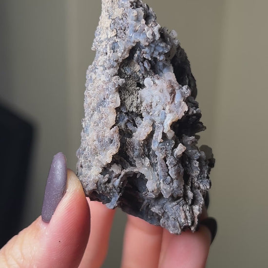 義大利阿爾卑斯木化石共生玉髓rare petrified wood covered with chalcedony features beautiful pale blue hue