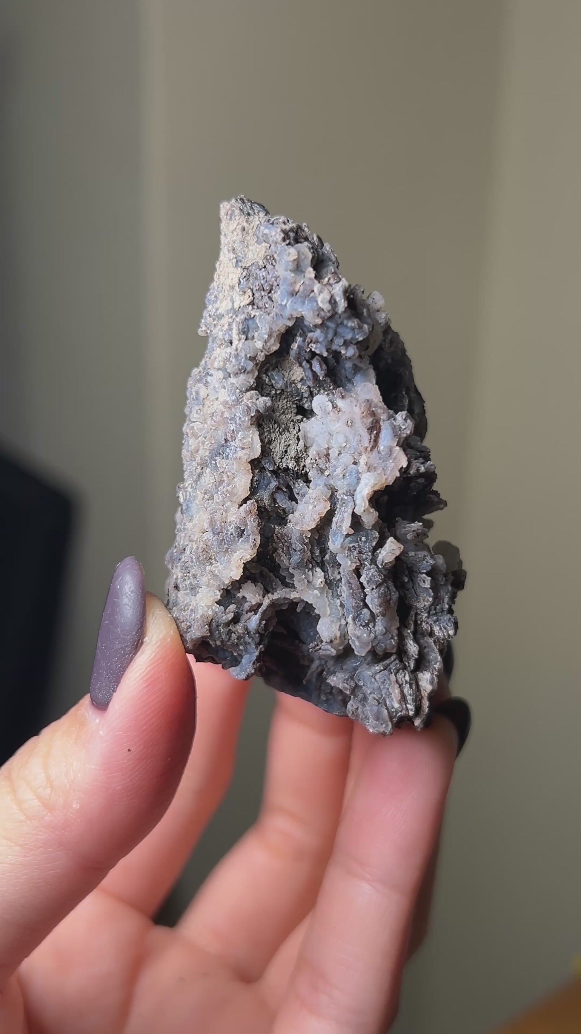 義大利阿爾卑斯木化石共生玉髓rare petrified wood covered with chalcedony features beautiful pale blue hue