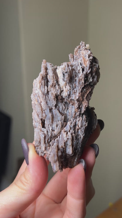 義大利阿爾卑斯木化石共生玉髓rare petrified wood covered with chalcedony features beautiful pale blue hue